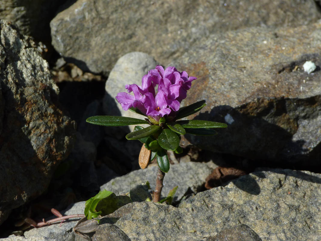 Daphne arbuscula